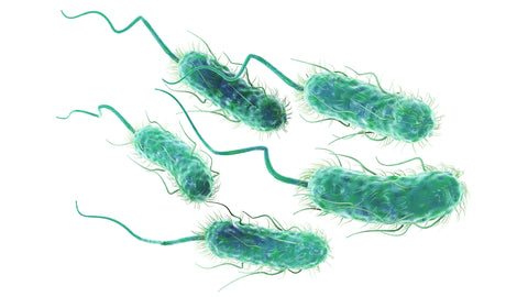 E. Coli