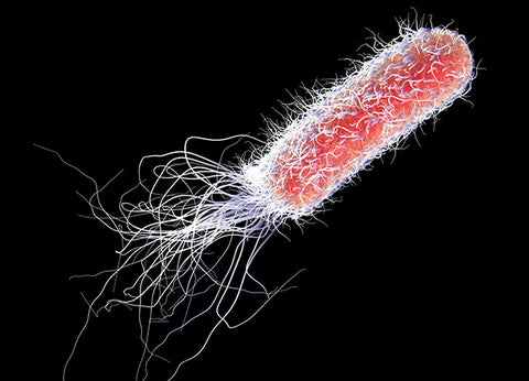 Pseudomonas aeruginosa