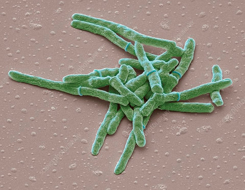 Mycobacterium smegmatis (MNT)