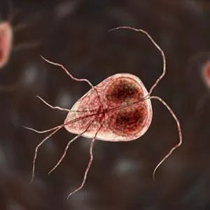 Parasites & protozoaires